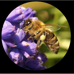 Minox Minoscope MS 8x25 Monocular Black 62207