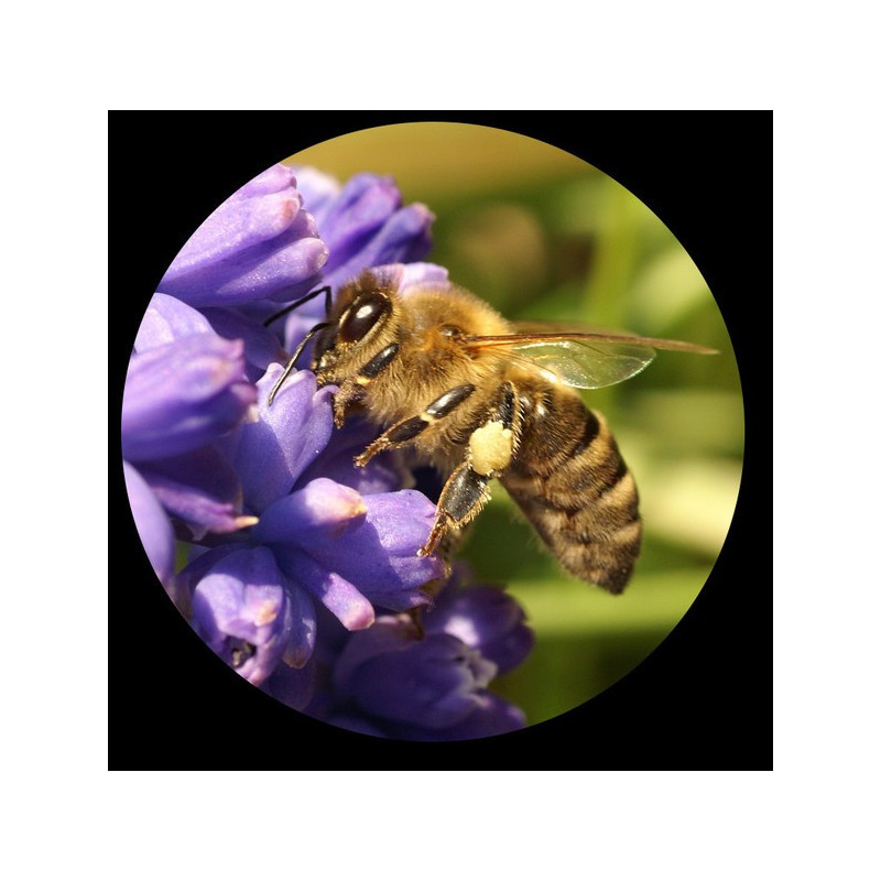 Minox Minoscope MS 8x25 Monocular Black 62207