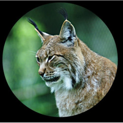 Minox Minoscope MS 8x25 Monocular Black 62207