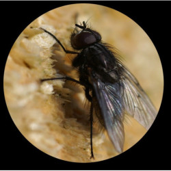 Minox Minoscope MS 8x25 Monocular Black 62207