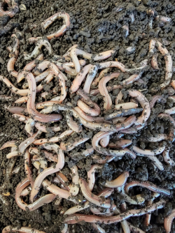 12 Live Canadian Nightcrawlers - Bait for Sale in Williamsport, PA