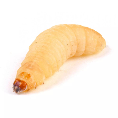24 Live Waxworms - Bait for Sale in Williamsport, PA