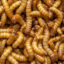 Live Giant Mealworms - Pack of 24