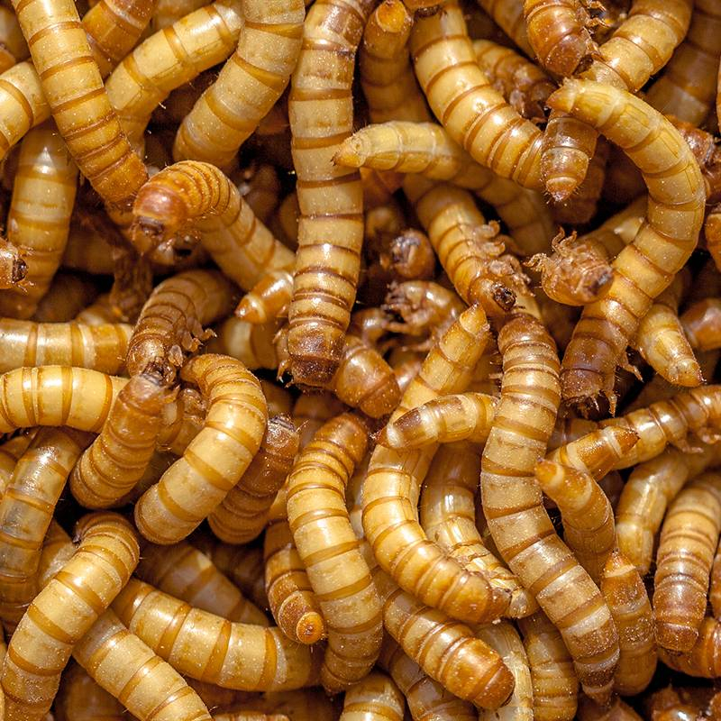Live Giant Mealworms - Pack of 24