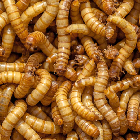 Live Giant Mealworms - Pack of 24