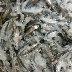 Salted Emerald Shiner Minnows - Bait for Sale in Williamsport, PA