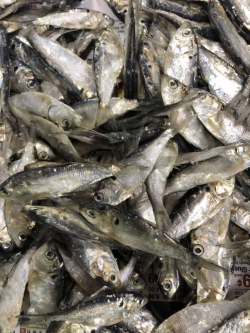 Salted Shad - Bait for Sale in Williamsport, PA