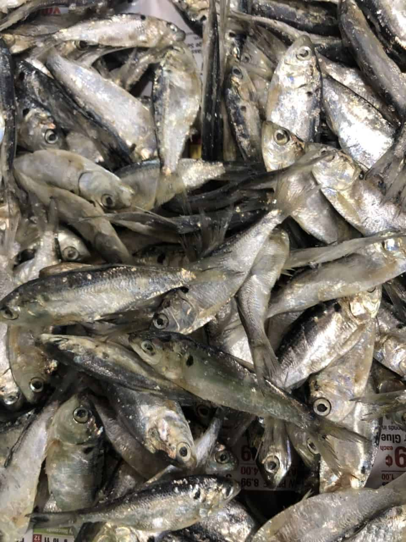 Salted Shad - Bait for Sale in Williamsport, PA