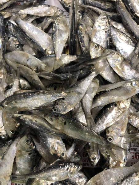 Salted Shad - Bait for Sale in Williamsport, PA
