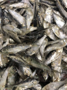 Salted Shad - Bait for Sale in Williamsport, PA