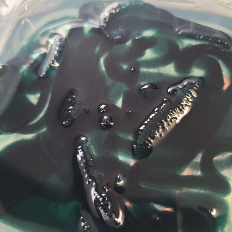 Evergreen Bio Frogs - Pack of 10 - Bait for Sale in Williamsport, PA