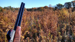 Redring sight being used on hunt